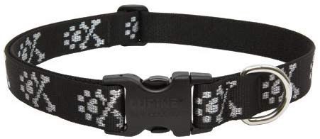 LupinePet Originals 1" Bling Bonz Adjustable Collar for Dogs