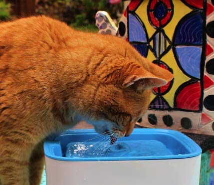 Purrfect World Cat and Dog Water Fountain w/Carbon - Ion Exchange Filter : 84 Oz / 2.5L Capacity : Provides Fresh Filtered Water for Your Pet