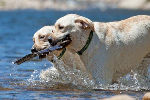 Lupine Pet Brook Trout 1" Adjustable Large Dog Collar