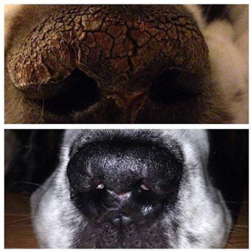 Snout Magic: 100% Organic and Natural Dog Nose Butter (2oz) - Proven to Cure Your Dog's Dry, Chapped, Cracked, and Crusty Nose