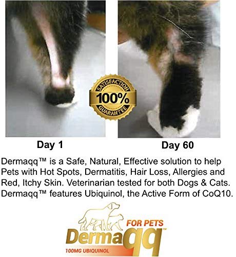 Dermaqq Best Absorption Ubiquinol - CoQ10 for Dogs and Cats Hot Spots, Hair Loss, Dermatitis Support (2 Boxes - 100MG softgels)