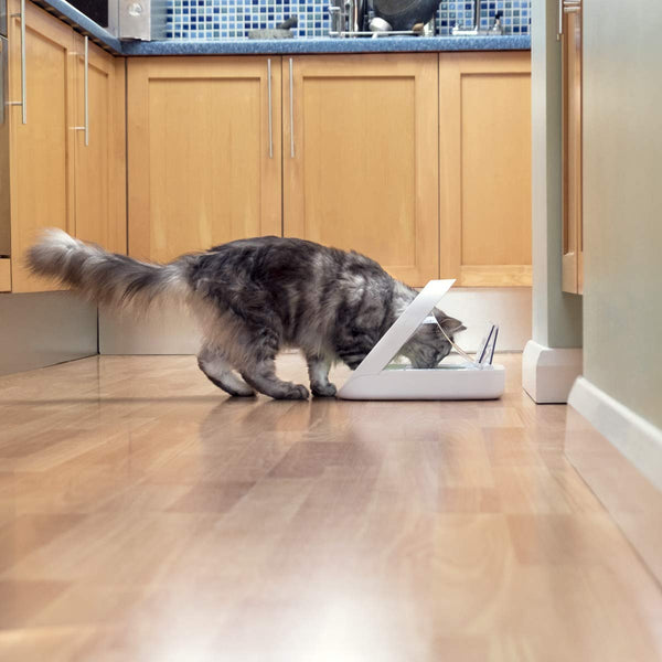 SureFeed Microchip Pet Feeder