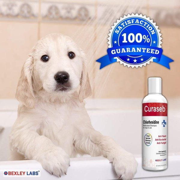 Curaseb Antifungal & Antibacterial Chlorhexidine Shampoo for Dog & Cats - Treats Yeast Infections, Ringworm, Pyoderma & Skin Allergies – Broad Spectrum Veterinary Formula