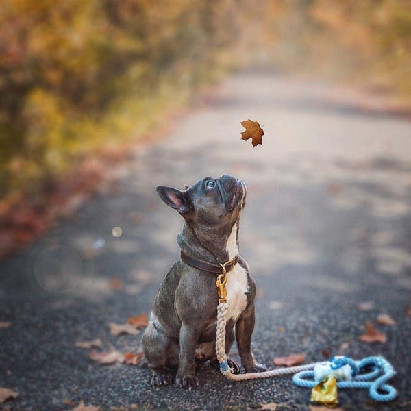 Pogi’s Poop Bags - Large, Leak-Proof, Earth-Friendly Poop Bags for Dogs