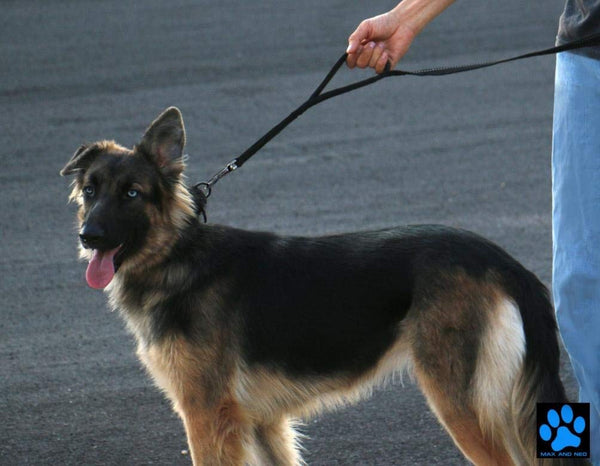 Max and Neo Double Handle Traffic Dog Leash Reflective - We Donate a Leash to a Dog Rescue for Every Leash Sold