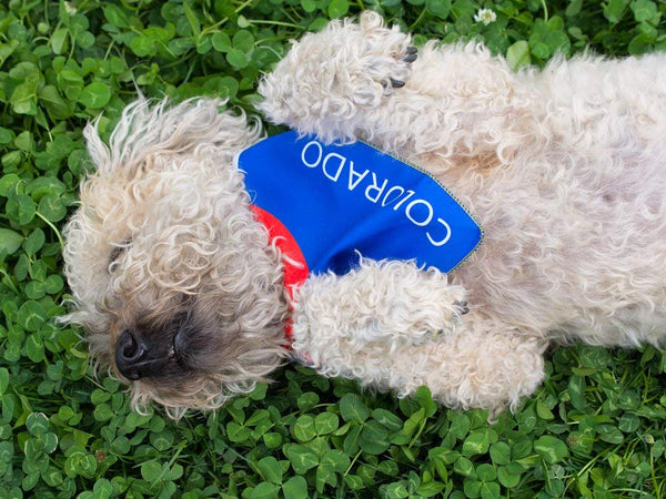 Colorado Flag Dog Bandana in 2 Sizes