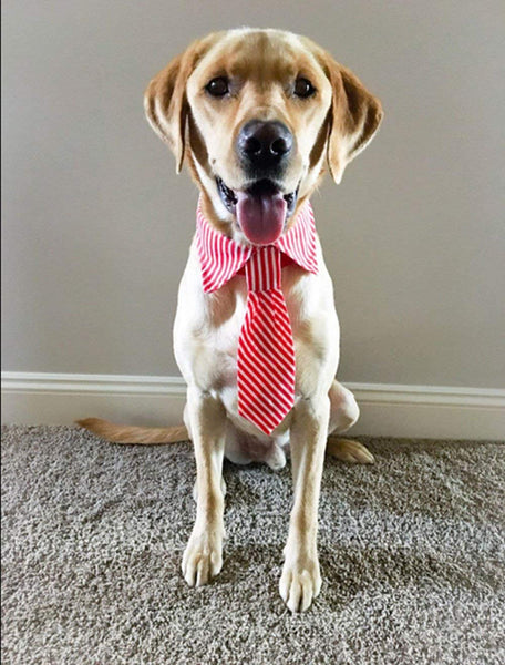 Amajiji Pets Bowtie, Formal Stripe Adjustable Pet Bow Tie and Collar for Only Large Dogs