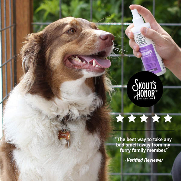 SKOUT'S HONOR: Probiotic Deodorizer - 8 fl. oz. - Hydrates and Deodorizes Fur, Supports Pet’s Natural Defenses, PH-Balanced and Sulfate Free - Avocado Oil