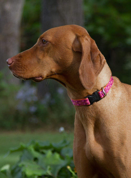 Lupine Alpen Glow Adjustable Dog Collar for Medium and Large Dogs