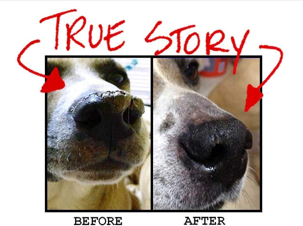 Snout Magic: 100% Organic and Natural Dog Nose Butter (2oz) - Proven to Cure Your Dog's Dry, Chapped, Cracked, and Crusty Nose