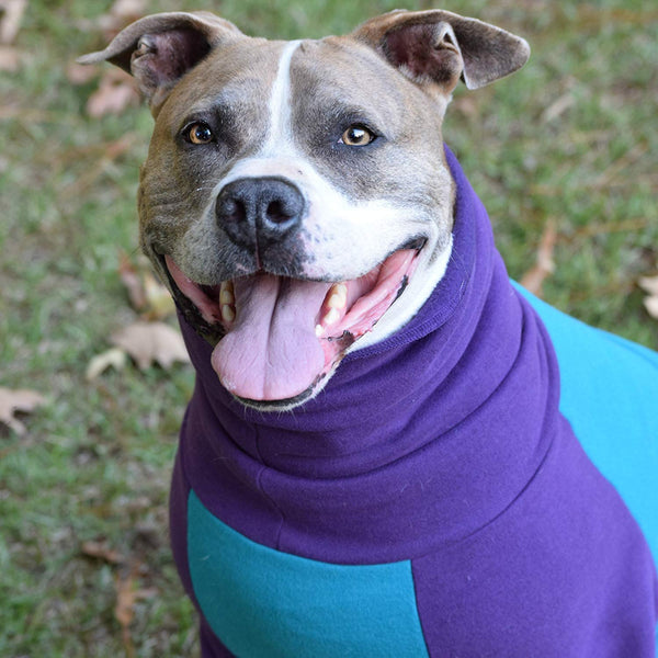Tooth & Honey Dog Sweater\/Pitbull\/Large Dog\/French Bulldog\/Colorblock Sweatshirt\/Pullover