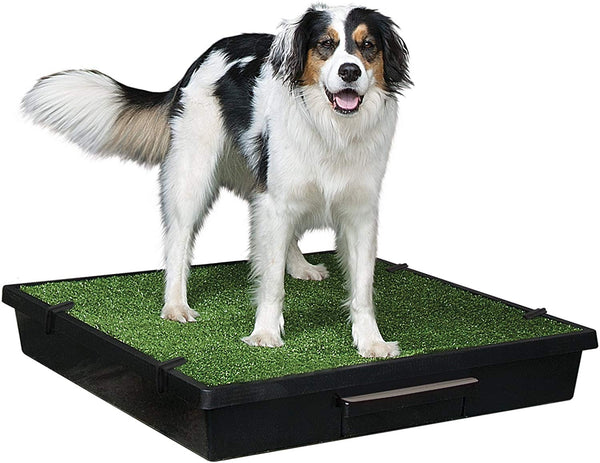 PetSafe Pet Loo Portable Indoor\/Outdoor Dog Potty, Alternative to Puppy Pads, 3 Size Options for Small, Medium and Large Breeds