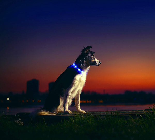 Illumiseen LED Dog Necklace Collar - USB Rechargeable Loop - Available in 6 Colors - Makes Your Dog Visible, Safe & Seen