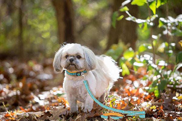 Pets First NFL Sports Dog Pet Leash, Available in Various Teams and Sizes