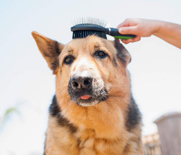 Pet Magasin Professional Grooming Brushes (Pack of 3) Double Sided Brush, Long Tooth Undercoat Dog Rake & De-Matting Comb for Dogs, Cats & Other Animals, Green & Black (DogBrushesTop)