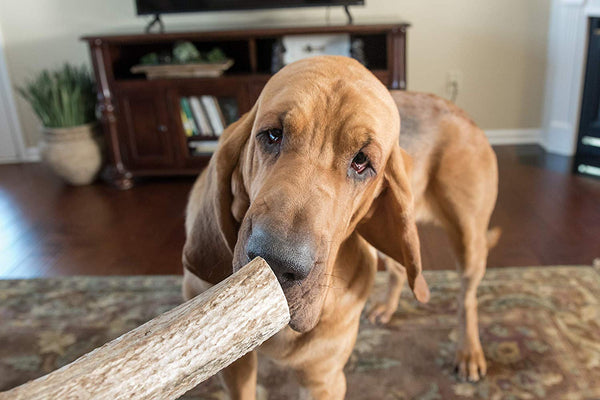 Premium Elk Antlers Dogs | All Natural Antler Dog Chew Elk Bone | Healthy & Long Lasting Aggressive Chewers | Wild Sourced in The USA - Veteran Owned