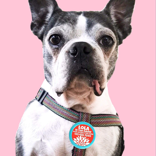 TWIST-ON FLORAL TAG- Silent, Eco-Friendly, Ringless ID Tag for Cats and Dogs