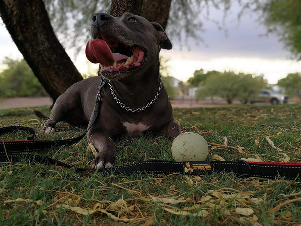 Buy One Give One To A Rescue Pawfessor Dion's Dog Training Gear Pawfessor Dion's 6ft Reflective Double Handle Traffic Dog Leash - Buy One and We Donate One to a Dog Rescue