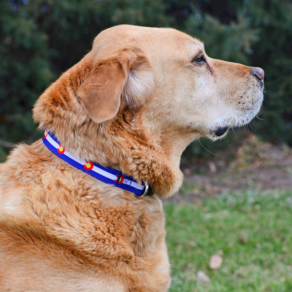 Native Pup Colorado State Flag Dog Collar