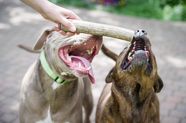 Premium Elk Antlers Dogs | All Natural Antler Dog Chew Elk Bone | Healthy & Long Lasting Aggressive Chewers | Wild Sourced in The USA - Veteran Owned