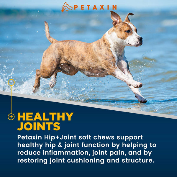 Petaxin Glucosamine for Dogs – Advanced Hip and Joint Supplement - Support for Dog Joint Pain Relief and Dog Mobility – With Chondroitin, MSM, Turmeric, & Yucca – All Ages & Sizes -120 Chews