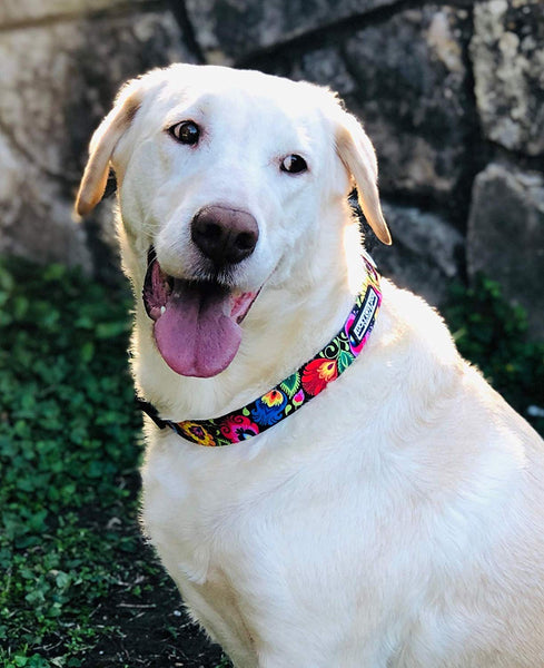 Lucky Love Dog Cute Female Dog Collar or Leash Set | Vivid Colorful Pretty and Unique Designs | Small Medium Large Girl Dogs | Floral Collar | Soft Your Purchase Helps Rescue Dogs