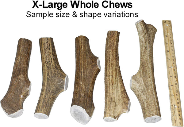 X Large, Whole, Single Pack - Grade A Premium Elk Antler Dog Chew for 50 to 90 lb Dogs – Naturally shed from Wild elk – No Mess, No Odor – Made in The USA