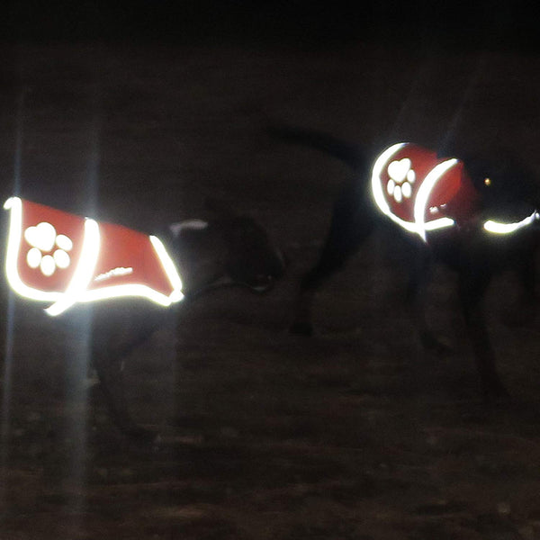 SafetyPUP XD - Protect Your Best Friend. Our Hi-Vis Fluorescent, Reflective Dog Vest Provides Crucial Visibility Helping You Safeguard Your Pet from Cars & Hunting Accidents, On or Off Leash