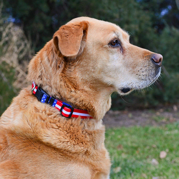 Native Pup American Flag Dog Collar |4th of July| USA Patriotic Flag Pattern| 12 Designs