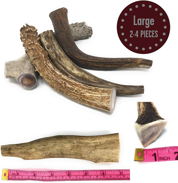 Craving Canine Grade A USA Deer Antlers for Dogs! Odorless, Split-Resistant Horns for Aggressive Chewers! Long Lasting & Easy to Digest Antler Full of Glucosamine for Healthy Joints! 1 lbs