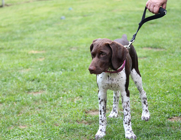 Leashboss Traffic Handler - Short Dog Leash with Traffic Handle for Large Dogs for Double Dog Couplers, Service Dogs, and Training