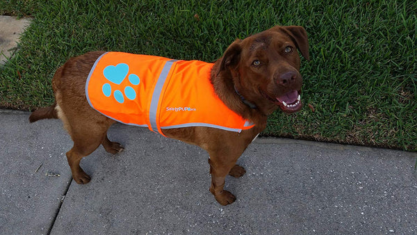 SafetyPUP XD - Protect Your Best Friend. Our Hi-Vis Fluorescent, Reflective Dog Vest Provides Crucial Visibility Helping You Safeguard Your Pet from Cars & Hunting Accidents, On or Off Leash