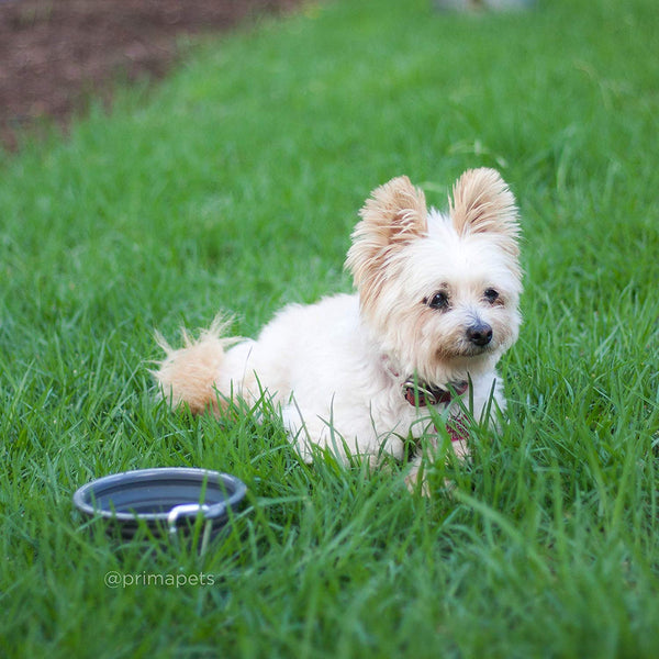 Prima Pets Collapsible Silicone Food & Water Travel Bowl with Clip for Dog and Cat, Small (1.5 Cups) & Large (5 Cups)