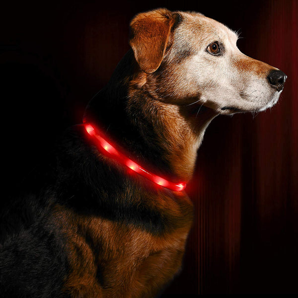 Illumiseen LED Dog Necklace Collar - USB Rechargeable Loop - Available in 6 Colors - Makes Your Dog Visible, Safe & Seen