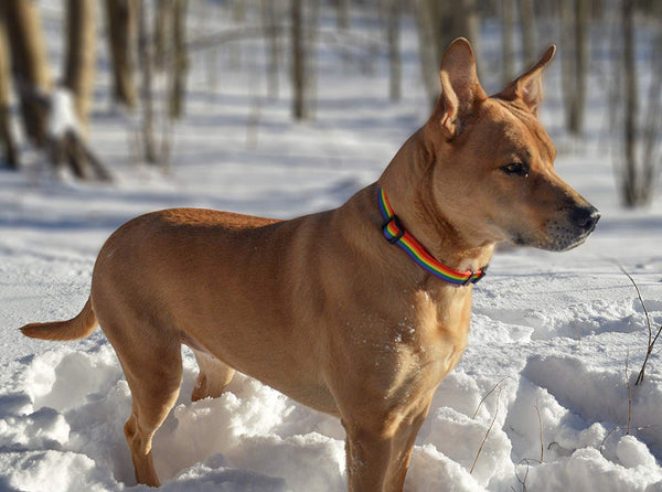 Native Pup Rainbow Flag Dog Collar