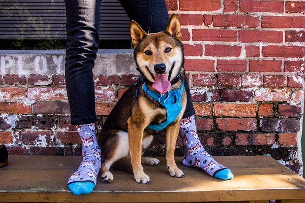 Custom Dog Socks - Put Your Dog on Socks!