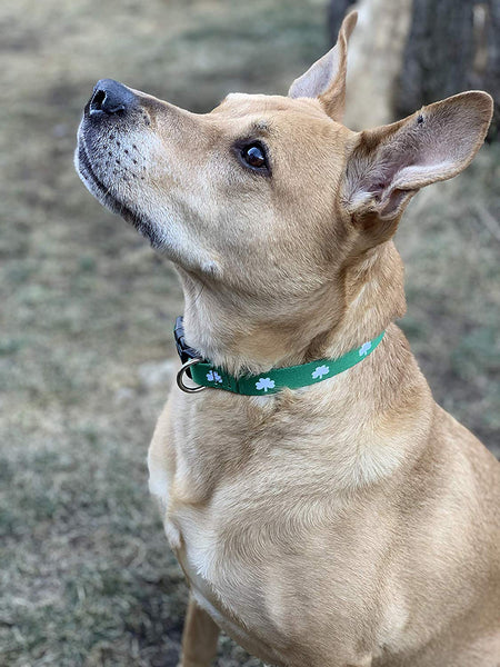 Native Pup St. Patrick's Day Dog Collars