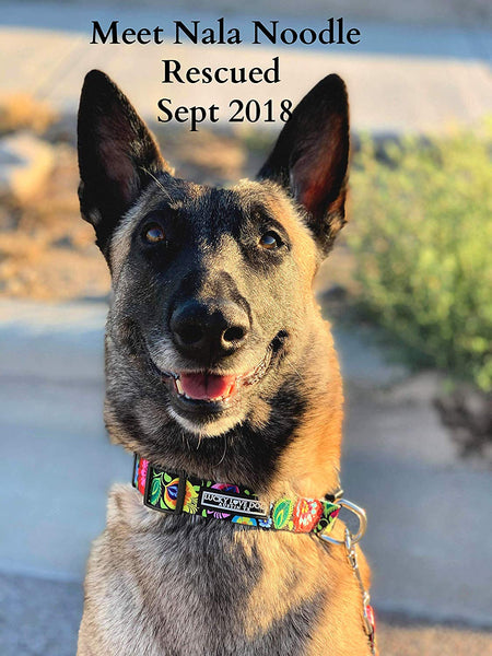Lucky Love Dog Cute Female Dog Collar or Leash Set | Vivid Colorful Pretty and Unique Designs | Small Medium Large Girl Dogs | Floral Collar | Soft Your Purchase Helps Rescue Dogs