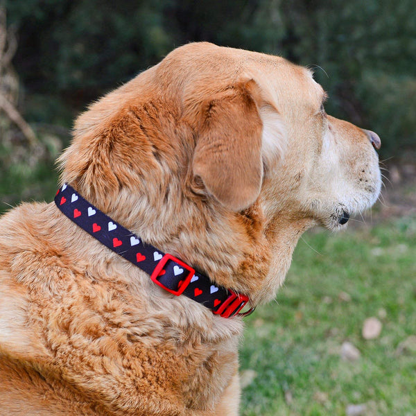 Native Pup Valentine's Day Heart Dog Collar