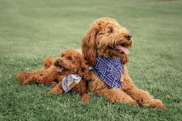 Remy+Roo Dog Bandanas - 4 Pack | Premium Durable Fabric | Unique Shape | Adjustable Fit | Multiple Sizes Offered | Classic Set