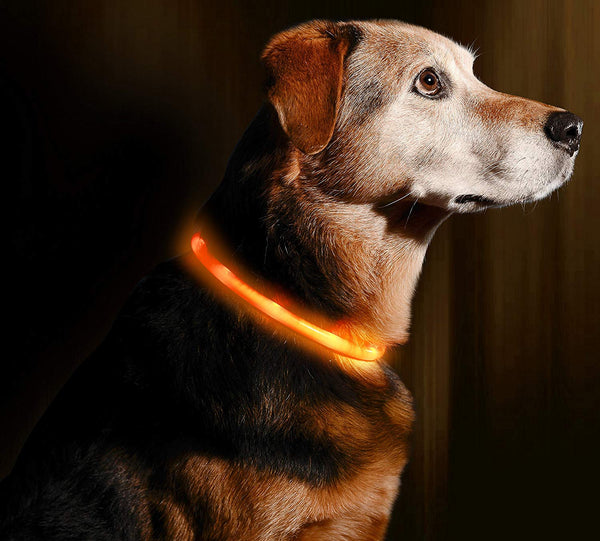 Illumiseen LED Dog Necklace Collar - USB Rechargeable Loop - Available in 6 Colors - Makes Your Dog Visible, Safe & Seen